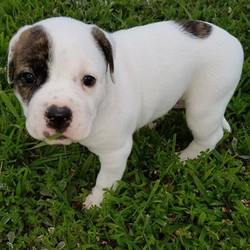 Kaylar/American Bulldog/Female/47 Weeks,Kaylar is a picture-perfect American Bulldog puppy, complete with a brindle eye patch. She is on the reserved side and super adorable. She will make a great companion and family protector. Her sire is Sr Grand Champion Cadillac Escalade, and the dam is our Wesson's Black Diamond Gem. Both parents come from excellent working and show lines, as well as exceptional hip test scores.