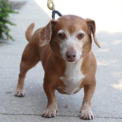 Adopt a dog:Cary Grant/Mixed Breed/Male/Adult,Cary Grant has special needs so he's looking for experienced adopters to give him the home he so desperately deserves. He can be described as shy, but sweet, very friendly and affectionate, and a curious little guy, who's always up for an adventure. He handles well on leashed walks and islooking for a calm and quiet home to relax in preferably without any other small pets.