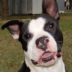 Adopt a dog:Perkins/Boston Terrier / American Staffordshire Terrier Mix/Male/Young,2-year-old Perkins has a wonderfully joyous smile that he enjoys sharing with everyone, especially if you are interacting with him during playtime while on a bark park adventure. Perkins' smiles are accentuated by the distinctive black-n-white patterns adorning his nose that are a product of his Boston Terrier/Staffordshire genetics. He is a quiet but high-energy canine who enjoys a fast-paced walk and would be happiest in a home whose humans have an active lifestyle. At times he will also share a more contemplative aspect of his persona while moving with a confident stride accompanied by a rather stoic visage.