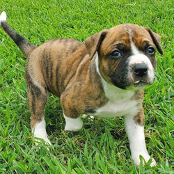 Krypton/American Bulldog/Male/38 weeks,Krypton is going to be a sharp, athletic machine of a dog. He is an outgoing yet sensitive guy. He will make an excellent family protector and exercise partner. He comes with limited NKC registration, health guarantee, and lifetime training advice and support.Krypton can't wait to shower you with puppy love, so hurry! Don't miss out on the pup of a lifetime!