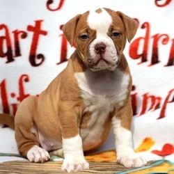 Female American Bulldog is available for sale- breedtips