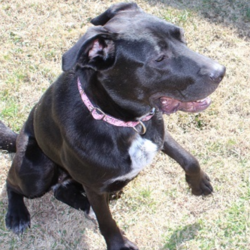 Adopt a dog:Daisy/ Afghan Hound  / Labrador Retriever Mix/Female/Young,Is your idea of fun recharging your “batteries” at home? If so, Daisy is your match as she really prefers to hang out with her person at the house. Daisy is a little timid at first, but oh so sweet, curious, and energetic. This little job-seeker loves playing with her canine foster siblings, treats, water, rope toys, and affection. Daisy is just a doll and would be a great addition to the family.Funny thing she does: When this girl doesn’t have a canine playmate with her, she entertains herself by throwing her toys in the air and chasing them. So adorable to watch her in action! ?Most endearing qualities: Loves everyone and really likes hugs and massages. We would like some of those too! ? Her mischievous side and curiosity are a refreshing reminder of what it is like to be young and worried about the next fun thing to do.Skills: Mostly house broken, Leash trained, and Sit.1 Year Old-60 pounds-Adoption cost $100