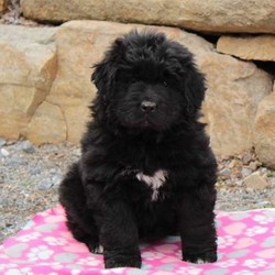 Female Newfoundland is available for sale- breedtips