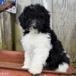 Dan/Labradoodle/Male/13 Weeks,"Hi, I'm Dan! I am a sweet, social guy. I am looking for a forever home that likes my super soft, black and white, allergy-friendly coat. I am spunky and I like attention. I am used to children and other pets. My dad is calm and collected. My mother is sensitive and sweet and likes to please. So, I come from a great home life! I will arrive to you vet checked and up to date on my puppy vaccinations. Call today to make me yours!"