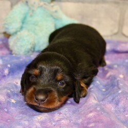 Gannon/Dachshund/Male/,Meet our little prince, Gannon! He loves to wake up early and take long morning walks in the fresh air. Gannon has his favorite toys and can play all day. He will make a great family companion and can’t wait to get home to you. Gannon will have a complete nose to tail vet check and arrive up to date on his vaccinations. He’s ready to meet his new family! Hurry! Don’t let him pass you by!