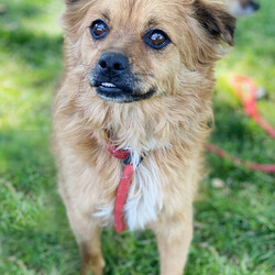 Adopt a dog:Bugsy/Pomeranian/Male/Adult,Our 3 year old pomeranian/terrier mix Bugsy loves the ladies .. whether they be human or canine!  He's a little shy at first meeting, but just give him some time.  He will jump up to say hello and is excited to be cuddled and petted and get his little belly rubbed when he trusts you.  He takes a little longer to feel comfortable with men.  Bugsy is 18 pounds and is eager to go from rescue pup to forever pup.
 
If interested in meeting Bugsy please submit the online application found on our website www.argosdogrescue.org under Adopt.
