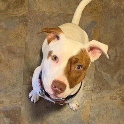 Adopt a dog:Bobby Joe/Pit Bull Terrier/Male/Adult,Bobby Joe is a sweet guy! He was born in 2018 and weighs 55 pounds. He is house trained, very playful, and LOVES to snuggle! He likes to go on walks, but needs work on the leash. He tends to pull. He is located in a foster home. 

Included with adoption: Age-appropriate vaccinations, up to date heart-worm preventative, heart-worm test if over 6 months, insurance for 30 days, microchip with registration, and spayed or neutered- if not already, a voucher is provided. 

If you are interested in adopting, please complete our Pre-application: https://form.jotform.us/asr628/ShortAdoptionInquiry