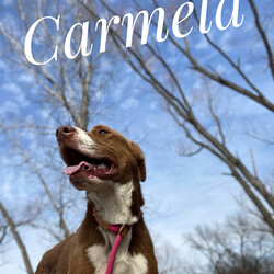 Adopt a dog:Carmela/Pit Bull Terrier/Female/Young,Hi there! I'm Carmela! They named me Carmela because of my beautiful, caramel-colored coat! I was living in a 5th-wheel trailer with a woman, 2 other dogs and NINE puppies! Talk about crowded. When the cool people at ARFhouse convinced the woman we would be better off with them, I was brought to the sanctuary where I've been ever since! 

I am a super sweet, energetic girl with lots of love to give! I am a Pit Bull, approximately 41 lbs. and they say I'm about 2 years old. I love to run and play, go for walks and get belly rubs! I will do best in a home with a fenced yard so I can run and play as I please. I'm good with other dogs so a home with a four-legged sibling would be super cool! I walk well on a leash and I have wonderful manners; I am so sweet and gentle, I will make the most wonderful pet. 

The fee to adopt Carmela is $200.00; this includes spay/neuter, deworming, vaccinations and a microchip. If you are interested in adopting Carmela, please visit our website. www.arfhouse.org and fill out an adoption application. 

**Please Note: Carmela is currently located at our facility in Sherman, Texas. Adoptions are by-appointment only; if you would like to meet Carmela, please fill out an application on our website. Once we have your application, our Adoption Coordinator will contact you with any questions she may have or to schedule a time for you to meet Carmela.