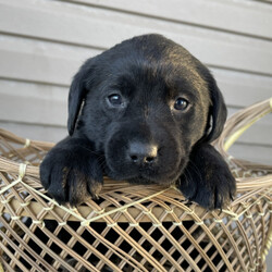 Isabelle/Labrador Retriever/Female/ Isabelle/Labrador Retriever/Female/,This darling girl is ready to be shown off to your friends! Isabelle is a gorgeous female puppy that wants to light up your life. Isabelle will have a nose to tail vet check and arrive with a current health certificate. She will love running around town with you doing errands or snuggling at home to relax. Isabelle is eager to find her forever home. Don't miss out on this spectacular companion.