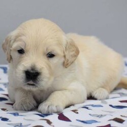 Newt/Golden Retriever/Male/,Hi, my name is Newt. I have so much fun and I'm ready to make many memories with you. We can nap when we are tired and play together during the day. I just went to the vet and they made sure I was ready to go. Jump on board and we will have a blast together! Since I will be new in town, all I need is a person I can trust to show me the ropes. Will you be my mentor and show me around?