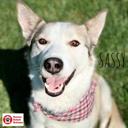 Adopt a dog:Sassy/Husky/Female/Young,Sassy is one special little lady! Her life before coming to Iowa was rough for her, she is learning to trust and learn that human touch is ok. Sassy does take some time to warm up to you but once she knows she is safe you will be her best friend! She is still a little leery on her neck and back end getting touched but she has come so far with learning it's ok to get pets and lovens. Sassy will need a home with older children who will understand it will take her some time to get use to a new situation and environment. Her estimated date of birth is 01/10/2020 and she is a Husky mix. She loves to sing the song of the Husky and she loves to run and show her goofy side while playing outside. She is crate and potty trained. If you're interested in meeting Sassy please fill out an application at https://rescuerehabrehome.org/adoption-applicationRescue Rehab Rehome does not adopt animals outside the state of Iowa. We do not adopt puppies to adopters living more than a 45 minute drive from the Des Moines metropolitan area. We are not able to respond to questions about an animal unless we have received an application.