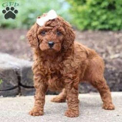 Saige/Standard Poodle									Puppy/Female	/6 Weeks,Meet Saige! Born with hair as soft as silk and the most charming of personalities, this sweet Moyen Poodle is ready to take on the world with her forever family by her side. Our little rays of sunshine are the living embodiment of the intelligence and athletic abilities that has made these  Poodles the stars that they are. Their knack for bringing smiles to the faces of everyone they meet as ensured that the pups have received endless love and attention since birth. This has allowed them to become highly socialized and very adaptable. When they join you and your family, they will have no trouble adjusting to you and your lifestyle. Mama, Zoey, is a beautiful Poodle. She is an absolute sweetheart and loves hanging out with her favorite humans. She weighs around 40 lbs. Victor is the handsome dad. He loves romping around our yard and is always down for a belly rub, he weighs 12-14 lbs. Victor is OFA certified on Eyes, Heart, LCP, and Patella. All of our puppies will arrive at their forever homes microchipped and up to date on all vaccinations and dewormer. AKC registration papers will also be included. They will have received their first vet check to ensure they are happy, healthy, and ready to join their new families. (We require a $200 deposit to reserve this baby.) Please call me anytime Monday through Saturday with any additional questions. -Irma 