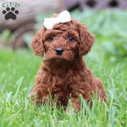 Saige/Standard Poodle									Puppy/Female	/6 Weeks,Meet Saige! Born with hair as soft as silk and the most charming of personalities, this sweet Moyen Poodle is ready to take on the world with her forever family by her side. Our little rays of sunshine are the living embodiment of the intelligence and athletic abilities that has made these  Poodles the stars that they are. Their knack for bringing smiles to the faces of everyone they meet as ensured that the pups have received endless love and attention since birth. This has allowed them to become highly socialized and very adaptable. When they join you and your family, they will have no trouble adjusting to you and your lifestyle. Mama, Zoey, is a beautiful Poodle. She is an absolute sweetheart and loves hanging out with her favorite humans. She weighs around 40 lbs. Victor is the handsome dad. He loves romping around our yard and is always down for a belly rub, he weighs 12-14 lbs. Victor is OFA certified on Eyes, Heart, LCP, and Patella. All of our puppies will arrive at their forever homes microchipped and up to date on all vaccinations and dewormer. AKC registration papers will also be included. They will have received their first vet check to ensure they are happy, healthy, and ready to join their new families. (We require a $200 deposit to reserve this baby.) Please call me anytime Monday through Saturday with any additional questions. -Irma 