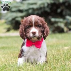 Ellie/English Springer Spaniel									Puppy/Female	/9 Weeks,Meet the most beautiful AKC English Springer Spaniel named Ellie! She’s a super sweet and outgoing girl, always down for playtime but also loves hanging out with her favorite people. The English Springer Spaniel breed is known for being affectionate and having an obedient temperament, they are always a cheerful addition to their new families. This little girl is an eager to please puppy, happy to be wherever her favorite people are. We spent lots of time with her since the day she was born, this helps her mature into a confident dog and also makes the transition to her new home go smoothly. 