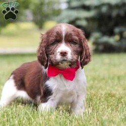 Ellie/English Springer Spaniel									Puppy/Female	/9 Weeks,Meet the most beautiful AKC English Springer Spaniel named Ellie! She’s a super sweet and outgoing girl, always down for playtime but also loves hanging out with her favorite people. The English Springer Spaniel breed is known for being affectionate and having an obedient temperament, they are always a cheerful addition to their new families. This little girl is an eager to please puppy, happy to be wherever her favorite people are. We spent lots of time with her since the day she was born, this helps her mature into a confident dog and also makes the transition to her new home go smoothly. 