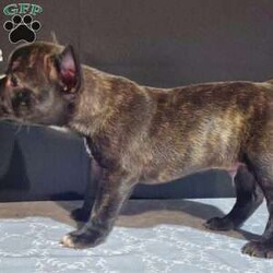 Zeke/Frenchton									Puppy/Male	/7 Weeks,Meet Zeke. He is a energetic Frenchton puppy. His mom is Tracie, an AKC registered French Bulldog and his dad is Flash an AKC registered Boston Terrier. Zeke was raised on our 100% organic grassfed farm near Morrisville New York. He is well socialized, used to playing with children and ready for a forever home. He is vet checked and up to date on his vaccines, and dewormers. Please call us today to schedule an appointment to meet Zeke and his mom Tracie and dad Flash. Call Mervin and Verna. Best time to call: Anytime Monday through Saturday. Door to door delivery available.