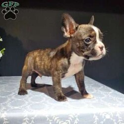 Casper/Frenchton									Puppy/Male	/6 Weeks,Meet Casper. He is a handsome Frenchton puppy. His mom is Trixie, an AKC registered French Bulldog and his dad is Flash an AKC registered Boston Terrier. Casper was raised on our 100% organic grassfed farm near Morrisville New York. He is well socialized, used to playing with children and ready for a forever home. He is vet checked and up to date on his vaccines, and dewormers. Please call us today to schedule an appointment to meet Casper and his mom Trixie and dad Flash. Call Mervin and Verna. Best time to call: Anytime Monday through Saturday. Door to door delivery available.