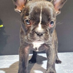 Zeke/Frenchton									Puppy/Male	/7 Weeks,Meet Zeke. He is a energetic Frenchton puppy. His mom is Tracie, an AKC registered French Bulldog and his dad is Flash an AKC registered Boston Terrier. Zeke was raised on our 100% organic grassfed farm near Morrisville New York. He is well socialized, used to playing with children and ready for a forever home. He is vet checked and up to date on his vaccines, and dewormers. Please call us today to schedule an appointment to meet Zeke and his mom Tracie and dad Flash. Call Mervin and Verna. Best time to call: Anytime Monday through Saturday. Door to door delivery available.