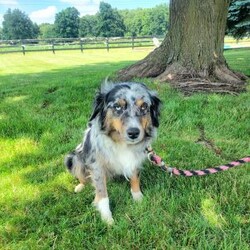 Lucy/Miniature Aussiedoodle									Puppy/Female	/8 Weeks,Meet “Lucy” I’m a Tri Miniature Aussiedoodle girl who is friendly and currently being family raised on a farm with children, making me a perfect addition to your family home, If you would like more information on me, call or text the breeder today!