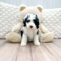 Lulu/Mini Sheepadoodle									Puppy/Female	/7 Weeks,This sweet and adorable puppy is looking for a forever family! All vaccinations and dewormings are up to date and any necessary paperwork will be provided. Raised by a large and loving family, this pup is sure to be a wonderful new companion for you! To make the transition easier, a baggie of food will also be included. Please contact anytime!