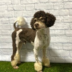 Lucy/Miniature Aussiedoodle									Puppy/Female	/8 Weeks,Meet “Lucy” I’m a Tri Miniature Aussiedoodle girl who is friendly and currently being family raised on a farm with children, making me a perfect addition to your family home, If you would like more information on me, call or text the breeder today!