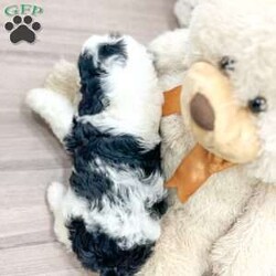 Lulu/Mini Sheepadoodle									Puppy/Female	/7 Weeks,This sweet and adorable puppy is looking for a forever family! All vaccinations and dewormings are up to date and any necessary paperwork will be provided. Raised by a large and loving family, this pup is sure to be a wonderful new companion for you! To make the transition easier, a baggie of food will also be included. Please contact anytime!