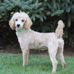 Lulu/Mini Sheepadoodle									Puppy/Female	/7 Weeks,This sweet and adorable puppy is looking for a forever family! All vaccinations and dewormings are up to date and any necessary paperwork will be provided. Raised by a large and loving family, this pup is sure to be a wonderful new companion for you! To make the transition easier, a baggie of food will also be included. Please contact anytime!