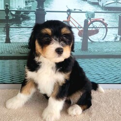 Lucy/Miniature Aussiedoodle									Puppy/Female	/8 Weeks,Meet “Lucy” I’m a Tri Miniature Aussiedoodle girl who is friendly and currently being family raised on a farm with children, making me a perfect addition to your family home, If you would like more information on me, call or text the breeder today!
