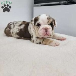 Geneva/English Bulldog									Puppy/Female	/6 Weeks,Meet Geneva! A happy puppy who is up to date with shots and dewormer, is microchipped, and is looking for a loving home! Please contact us with any questions or to come meet her!