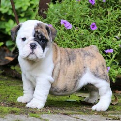Daisy/English Bulldog									Puppy/Female	/8 Weeks,Meet Daisy, a spunky English Bulldog puppy who loves to run and play! This cutie is tons of fun and ready to wiggle her way into your heart and home. Daisy has been vet checked and is up to date on shots and wormer. She can be registered with the AKC, plus comes with a health guarantee provided by the breeder. To learn more about this happy pup, please contact the breeder today!