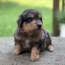 Jax/Miniature Aussiedoodle									Puppy/Male	/5 Weeks,Meet Jax, the adorable Ausiedoodle puppy who’s looking for his forever home! He is a healthy and happy little pup who’s been vet checked and is ready to go home 