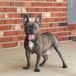 Bonnie/Frenchton									Puppy/Female	/8 Weeks,Say Hello to the cutest puppy named Bonnie! She is a sturdy little Frenchton puppy that has inherited some of the best qualities from both of her parents. Frenchtons are playful, outgoing, and love to be the center of attention. She will be sure to greet you with lots of puppy kisses and will jump all over you! With her cute little puppy-dog face you won't be able to resist her. She will be sure adapt to your family right away.