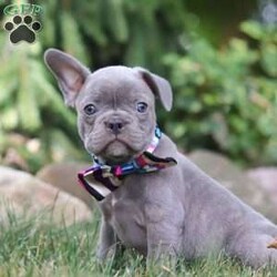 Bonnie/Frenchton									Puppy/Female	/8 Weeks,Say Hello to the cutest puppy named Bonnie! She is a sturdy little Frenchton puppy that has inherited some of the best qualities from both of her parents. Frenchtons are playful, outgoing, and love to be the center of attention. She will be sure to greet you with lots of puppy kisses and will jump all over you! With her cute little puppy-dog face you won't be able to resist her. She will be sure adapt to your family right away.