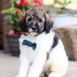 Avery/Standard Poodle									Puppy/Male	/7 Weeks,Meet Avery, our beautiful Standard Poodle with a super lively and playful personality! He comes with limit AKC registration. If you are looking for a well socialized and confident puppy, you are definitely at the right place. This little boy loves attention, and he’s also extremely alert and eager so he should catch on to things quickly. Poodles are known to make wonderful family pets, they are highly trainable and low shedding dogs. 