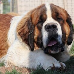 Ben/Saint Bernard Puppy/Male /9 Weeks Ben/Saint Bernard Puppy/Male /9 Weeks,Looking for help in choosing a furever St Berrnard puppy? Your search can be over! With over 16 years of experience in raising these beautiful dogs,we can help you successfully choose the puppy of your dreams today!