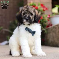 Avery/Standard Poodle									Puppy/Male	/7 Weeks,Meet Avery, our beautiful Standard Poodle with a super lively and playful personality! He comes with limit AKC registration. If you are looking for a well socialized and confident puppy, you are definitely at the right place. This little boy loves attention, and he’s also extremely alert and eager so he should catch on to things quickly. Poodles are known to make wonderful family pets, they are highly trainable and low shedding dogs. 