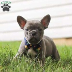 King/Frenchton									Puppy/Male	/7 Weeks,Say Hello to the cutest puppy named King! He is a sturdy little Frenchton puppy that has inherited some of the best qualities from both of his parents. Frenchtons are playful, outgoing, and love to be the center of attention. He will be sure to greet you with lots of puppy kisses and will jump all over you! With his cute little puppy-dog face you won't be able to resist him. He will be sure adapt to your family right away.