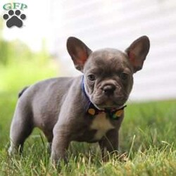 King/Frenchton									Puppy/Male	/7 Weeks,Say Hello to the cutest puppy named King! He is a sturdy little Frenchton puppy that has inherited some of the best qualities from both of his parents. Frenchtons are playful, outgoing, and love to be the center of attention. He will be sure to greet you with lots of puppy kisses and will jump all over you! With his cute little puppy-dog face you won't be able to resist him. He will be sure adapt to your family right away.