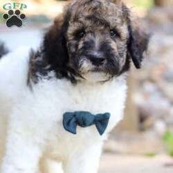 Avery/Standard Poodle									Puppy/Male	/7 Weeks,Meet Avery, our beautiful Standard Poodle with a super lively and playful personality! He comes with limit AKC registration. If you are looking for a well socialized and confident puppy, you are definitely at the right place. This little boy loves attention, and he’s also extremely alert and eager so he should catch on to things quickly. Poodles are known to make wonderful family pets, they are highly trainable and low shedding dogs. 