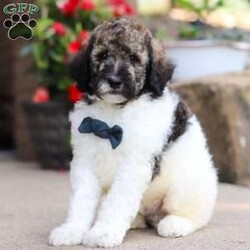 Avery/Standard Poodle									Puppy/Male	/7 Weeks,Meet Avery, our beautiful Standard Poodle with a super lively and playful personality! He comes with limit AKC registration. If you are looking for a well socialized and confident puppy, you are definitely at the right place. This little boy loves attention, and he’s also extremely alert and eager so he should catch on to things quickly. Poodles are known to make wonderful family pets, they are highly trainable and low shedding dogs. 