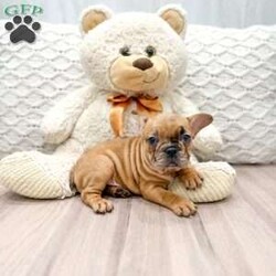 Ava/Frenchton									Puppy/Female	/7 Weeks,This sweet and adorable puppy is looking for a forever family! All vaccinations and dewormings are up to date and any necessary paperwork will be provided. Raised by a large and loving family, this pup is sure to be a wonderful new companion for you! To make the transition easier, a baggie of food will also be included. Please contact anytime!