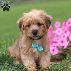 Pumpkin/Morkie / Yorktese									Puppy/Male	/9 Weeks,Introducing the most beautiful Morkie, Pumpkin! He has a beautiful, fluffy coat and big innocent eyes that will have you attached to him in no time. He is expected to mature around 9 lbs, the perfect size to join you on all your everyday activities.. big enough to keep up with a fast paced life, but small enough to be by your side no matter where you go! The Yorkie in this puppy is known it’s loyalty and feistiness while the Maltese is popular for it’s calm and sweet temperament. This results in an even tempered, super friendly little puppy. We spent a lot of time with this little boy since day one, this helps him mature with confidence and also makes for a smooth transition to his new home. Pumpkin will join his new family with: • First vet exam already completed • Current on necessary vaccines and dewormer • Microchipped • Our one year genetic health guarantee. The Mama to this litter a beautiful 10lb Maltese named Anna! She is an extremely smart and loyal girl, and always takes such good care of her puppies. The handsome Dad, Toby is a Yorkie that loves attention. He has a calm, laid back temperament and also weighs around 10 lbs. For any more information or to schedule a visit to meet this little one, please call or text anytime, Monday through Saturday. -Andy Raber 