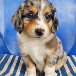 Chester/Miniature Aussiedoodle									Puppy/Male	/7 Weeks,Chester is an adorable miniature aussiedoodle puppy. His mother is a standard aussiedoodle and his father is a blue merle miniature australian sheperd. He has been vet checked, is up to date on shots and wormer and comes with a 30 day health guarantee.