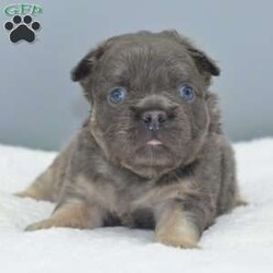 Captain/Frenchton									Puppy/Male	/5 Weeks,Blue and tan male fluffy frenchton hybrid designer puppy he is 3/4 French bulldog x 1/4 Boston terrier. We are located in Dayton Ohio you can come meet him in person or wecan make transportation arrangements and deliver to your front door step! We have been dedicated to breeding the hybrid for over a decade selectively breeding from health tested parentage and cleared for any genetic disorders. This is world class quality long hair fluffy frenchton his name is Captain he is very well socialized and eager to please! Loves to cuddle with everyone! Any serious inquiries or further interest please call or text any day of the week We will be glad to go over further details!