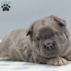 Captain/Frenchton									Puppy/Male	/5 Weeks,Blue and tan male fluffy frenchton hybrid designer puppy he is 3/4 French bulldog x 1/4 Boston terrier. We are located in Dayton Ohio you can come meet him in person or wecan make transportation arrangements and deliver to your front door step! We have been dedicated to breeding the hybrid for over a decade selectively breeding from health tested parentage and cleared for any genetic disorders. This is world class quality long hair fluffy frenchton his name is Captain he is very well socialized and eager to please! Loves to cuddle with everyone! Any serious inquiries or further interest please call or text any day of the week We will be glad to go over further details!