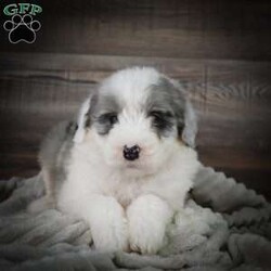 Dusk/Mini Sheepadoodle									Puppy/Male	/6 Weeks,Hi there! I’m an F1 Mini Sheepadoodle. I’m well socialized and ready for my forever home. Please call or text to adopt me today. 