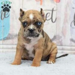 Ginger/Olde English Bulldogge									Puppy/Female	/9 Weeks,Very unique and beautiful puppy her name is Ginger she was born on September 23, 2023 and will be ready to join her family at weeks old on 11/25/2023. She is a hybrid designer cross between 1/4 Olde English Bulldogge x 3/4 French bulldog expected to be around 24 pound adult! This is a look that I have been going towards an American Bully pocket size!  We have references amd are able to deliver to your front door step anywhere in the usa! This hybrid is loving very docile and super easy to train! Their size make it perfect for today’s fast pace urban life style, you will not be disappointed call or text with any further questions!! Ginger has been vet checked healthy up to date on shots, dewormings, dewclawed, microchiped and ears cropped! She has a full length tail witch looks amazing take a look at how precious her Merle color coat and one blue eye! We can FaceTime you so you can see her on video!!!