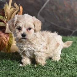 Porter/Maltipoo									Puppy/Male	/9 Weeks,These adorable pups have been raised in a happy, healthy environment and are well socialized with lots of playtime. Well-adjusted adn ready for their forever home.