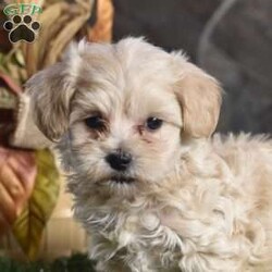 Porter/Maltipoo									Puppy/Male	/9 Weeks,These adorable pups have been raised in a happy, healthy environment and are well socialized with lots of playtime. Well-adjusted adn ready for their forever home.