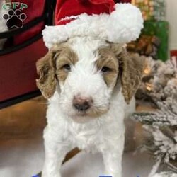 Steve Earl/Standard Poodle									Puppy/Male	/6 Weeks,Steve is a white and red parti poodle.  He is 6 weeks old and has been wormed twice and will receive his first shots next week.  He is being raised in our home and has been socialized with family.  He is ready to be AKC registered when in his forever home. He is eating kibble and still being nursed by his mother.  He will be ready for pick up after 12/8/23. 